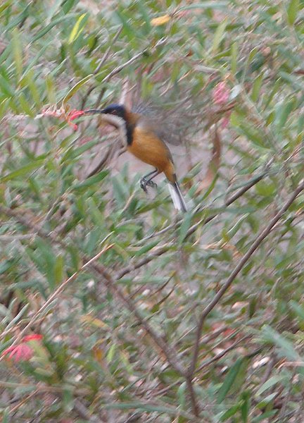 humming bird.jpg - OLYMPUS DIGITAL CAMERA         